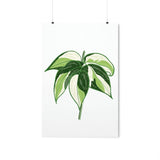 Philodendron Cream Splash Botanical Print – Unframed Wall Art