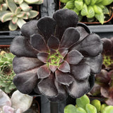 Close-up of a Aeonium 'Black Rose' plant with green center, surrounded by other succulents.
