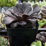 Aeonium 'Black Rose' plant in a black pot surrounded by other succulents.
