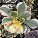 Close-up of Aeonium 'Sunburst' with green and pink leaves.