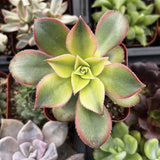 Close-up of Aeonium 'Kiwi'  with green and pink edges, surrounded by other plants.