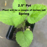 Native Anise Hyssop Live Plant – Pollinator Perennial – Agastache foeniculum – Purple Blooms – Bee & Butterfly Garden – Zones 4–8