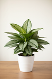 Chinese Evergreen 'Silver Bay'