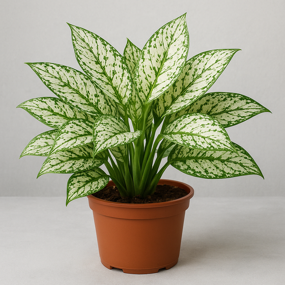Potted Aglaonema 'Snow White' with green and white leaves on a plain background