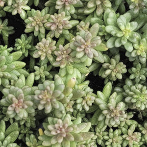 Sedum album 'Coral Carpet'