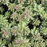 Sedum album 'Coral Carpet'