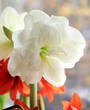Alfresco® Sonata Amaryllis