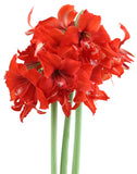 Fanfare® Sonata Amaryllis