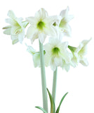 Lemon Sorbet® Sonatini Amaryllis - 16-20 cm bulb