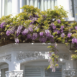 Balkon with purple flowering plants and white building facade American Wisteria – 5 Seeds
