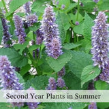 Native Anise Hyssop Live Plant – Pollinator Perennial – Agastache foeniculum – Purple Blooms – Bee & Butterfly Garden – Zones 4–8