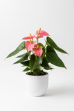 Anthurium 'Pink'