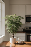 Aralia Ming Stump Plant