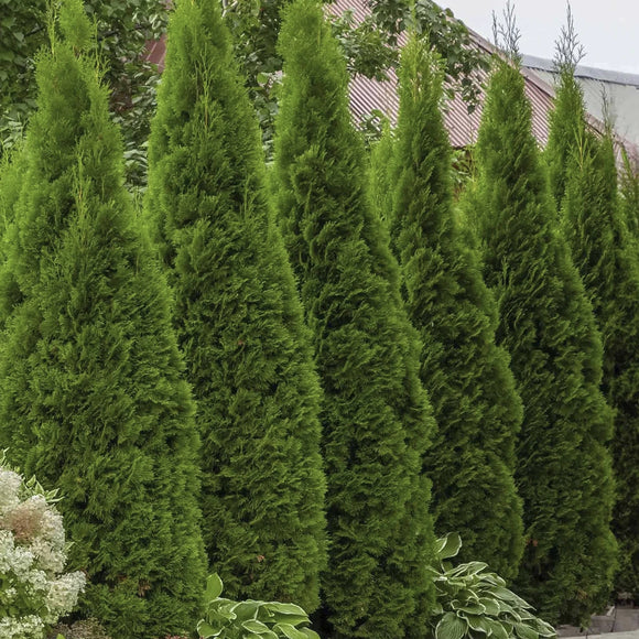 Row of Thuja 'Green Giant' trees in a garden setting with a house in the background.