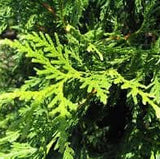 Close-up of Thuja 'Green Giant' leaves with a blurred background