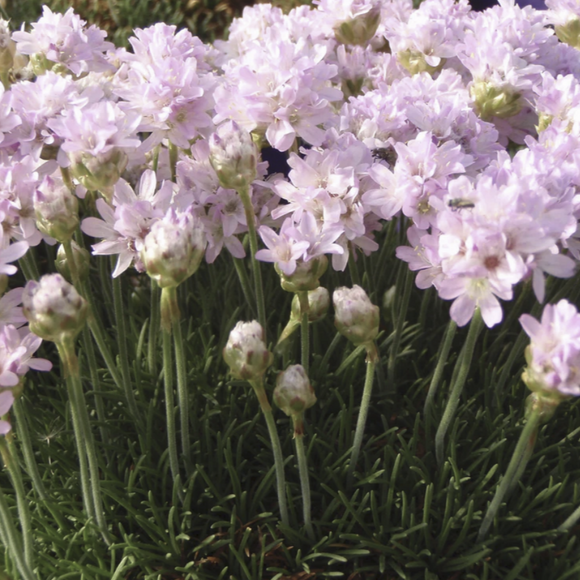Armeria 'Victor Reiter' close-up of pink flowers with green stems and leaves