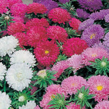 Colorful aster flowers in pink, white, and purple on a green background ASTER Seeds, Powder Puff Mix