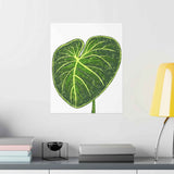 Philodendron Gloriosum Botanical Print – Unframed Wall Art