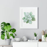 Pachyveria Haagei Succulent Framed Print – Botanical Wall Art