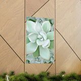 Pachyveria Haagei Succulent Pattern Botanical Print – Unframed Wall Art