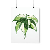 Philodendron Cream Splash Botanical Print – Unframed Wall Art