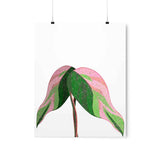 Pink Princess Philodendron Botanical Print – Unframed Wall Art