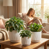 Three potted plants on a wooden coffee table with a person reading a book in the background 3-Piece White Stoneware Planter Pot Set with Embossed Texture