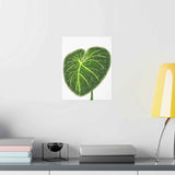 Philodendron Gloriosum Botanical Print – Unframed Wall Art