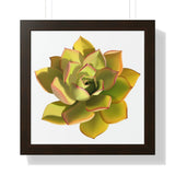 Noble Aeonium Succulent Framed Print – Botanical Wall Art