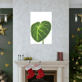 Philodendron Gloriosum Botanical Print – Unframed Wall Art