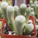 Fenestraria rhopalophylla in a red pot with other plants in the background