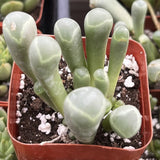 Fenestraria rhopalophylla in a red pot with other plants in the background