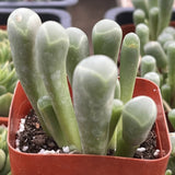 Fenestraria rhopalophylla with a red pot in a garden setting