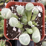 Fenestraria rhopalophylla aka Baby Toes Succulent in a red pot with soil and small white stones.