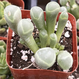 Fenestraria rhopalophylla aka Baby Toes Succulent with a red pot on a blurred background