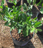 Potted Barbados Cherry with green leaves on a garden bed