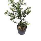 Potted Barbados Cherry with green leaves on a white background