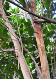 Bay Rum (Pimenta racemosa) trunks and branches with green leaves in a forest setting