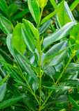 Close-up of green Bay Rum (Pimenta racemosa) leaves with a blurred background
