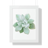 Pachyveria Haagei Succulent Framed Print – Botanical Wall Art