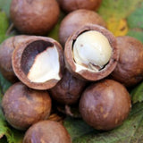 Macadamia nuts with one cracked open on a leafy background