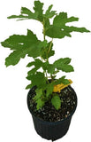 Potted Dwarf Fig Tree "Beer's Black" with green leaves on a white background