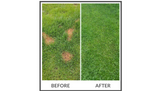 Before and after comparison of a lawn with patches of brown grass on the left and green grass on the right. PetLawn™ Dog-Friendly Lawn Mix – Durable, Pet-Safe Grass & Clover Blend