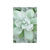 Pachyveria Haagei Succulent Pattern Botanical Print – Unframed Wall Art