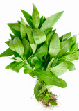 Bunch of fresh green Bhringraj (Eclipta prostrata, syn, Eclipta alba) leaves on a white background