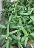 Green leafy Bhringraj (Eclipta prostrata, syn, Eclipta alba) plant with small white flowers on a blurred background