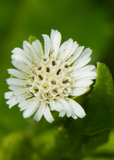 Close-up of a white Bhringraj (Eclipta prostrata, syn, Eclipta alba) flower with green leaves on a blurred green background