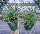 Juncus effusus 'Big Twister' with long, thin green leaves.