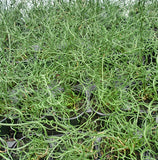 Juncus effusus 'Big Twister'