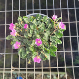 Potted Erodium variable 'Bishop's Form'  with pink flowers against a wire fence background